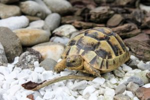 Landschildkröten Haltung
