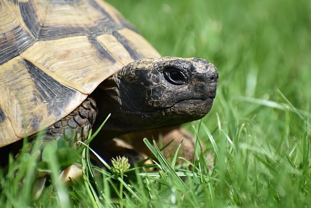 Landschildkröten kaufen